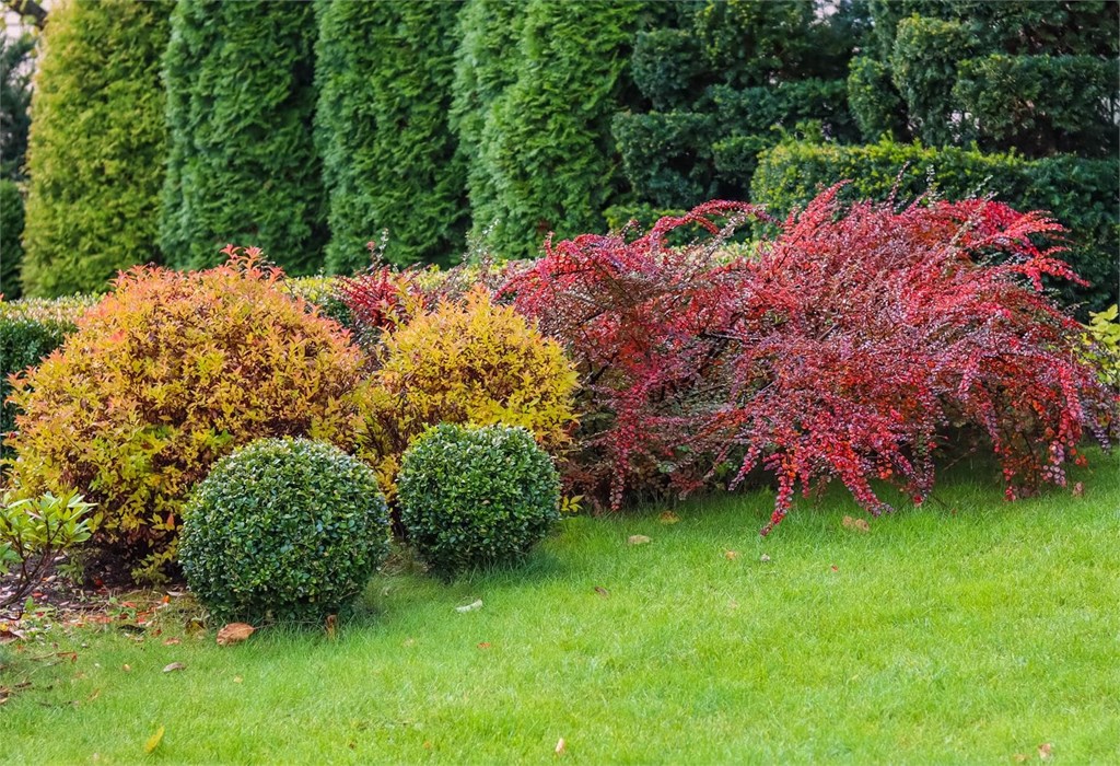 Foto 1 Amplía tu jardín con nuestra venta de arbustos ornamentales para jardín en Pontevedra