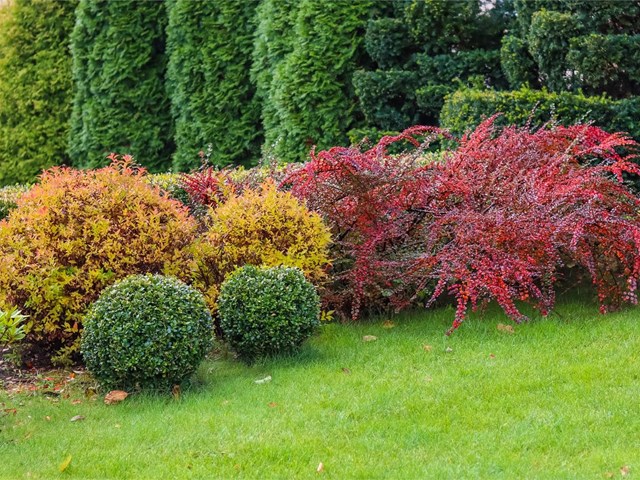 Amplía tu jardín con nuestra venta de arbustos ornamentales para jardín en Pontevedra
