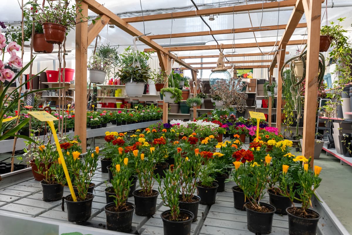 O Campo da Santieguiña, vivero de plantas en Pontevedra