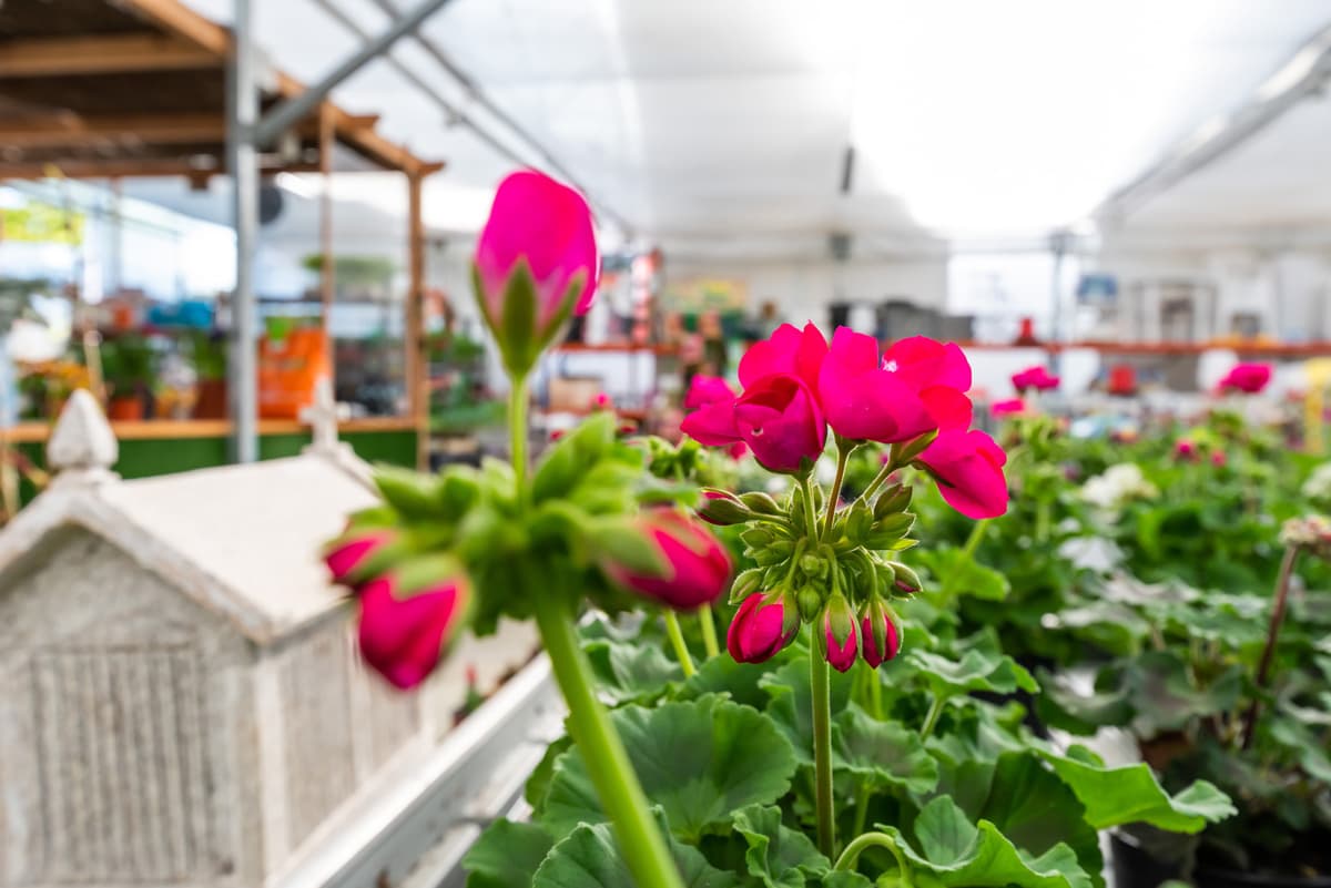 O Campo da Santieguiña, vivero de plantas en Pontevedra