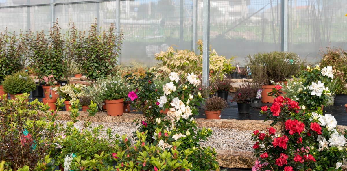 O Campo da Santieguiña, vivero de plantas en Pontevedra