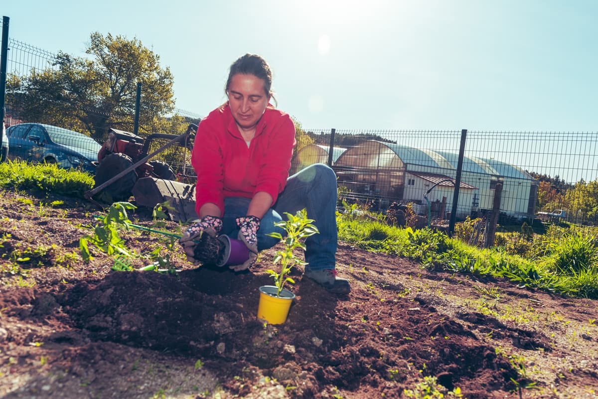 O Campo da Santieguiña, vivero de plantas en Pontevedra