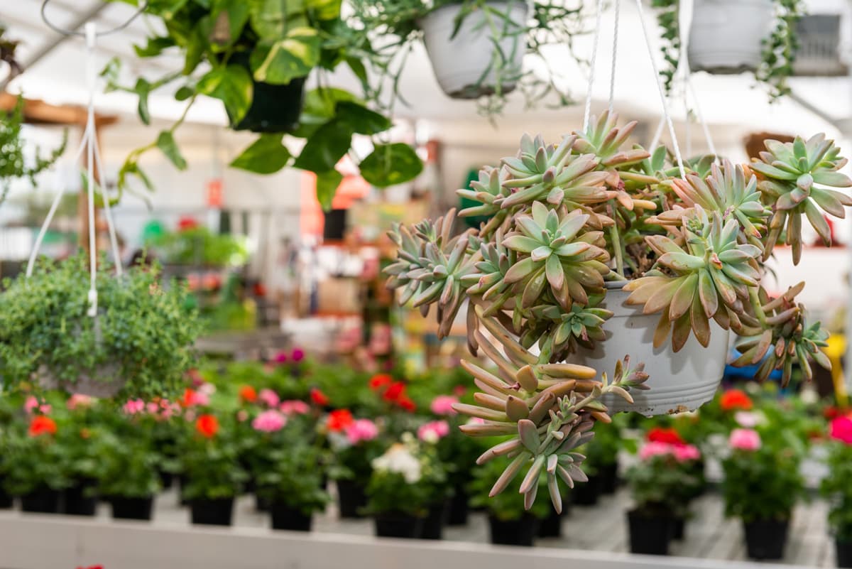 O Campo da Santieguiña, vivero de plantas en Pontevedra