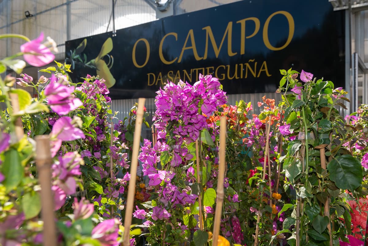 O Campo da Santieguiña, vivero de plantas en Pontevedra