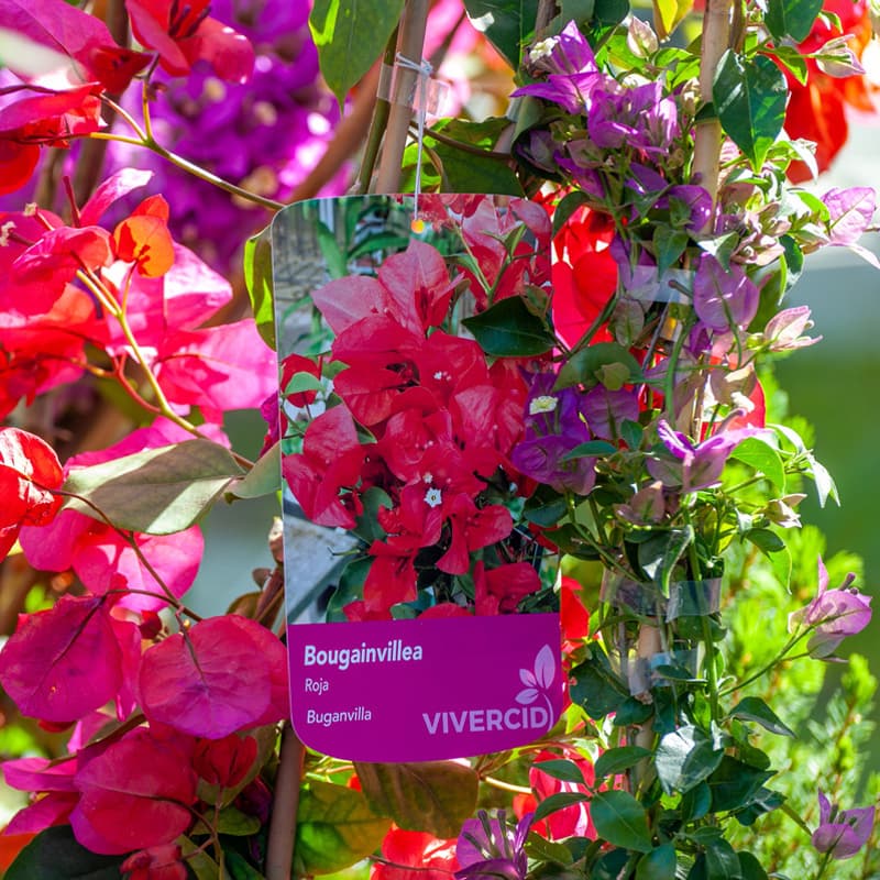 O Campo da Santieguiña, vivero de plantas en Pontevedra