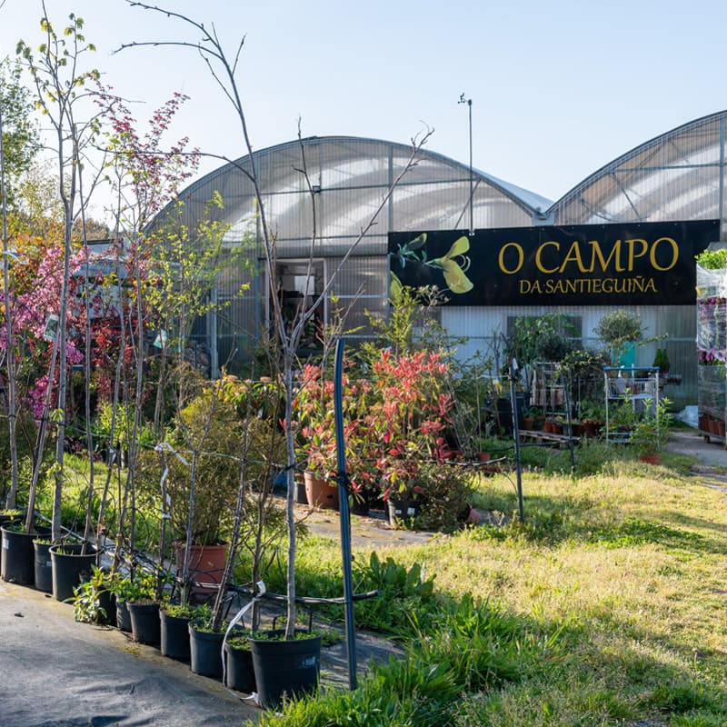 O Campo da Santieguiña, vivero de plantas en Pontevedra