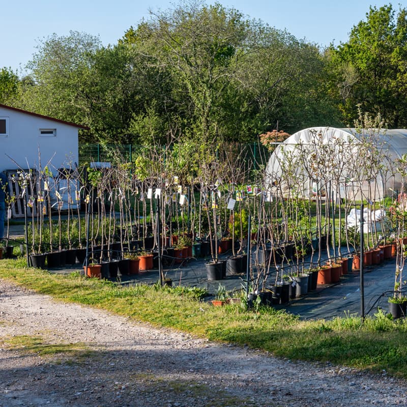 O Campo da Santieguiña, vivero de plantas en Pontevedra