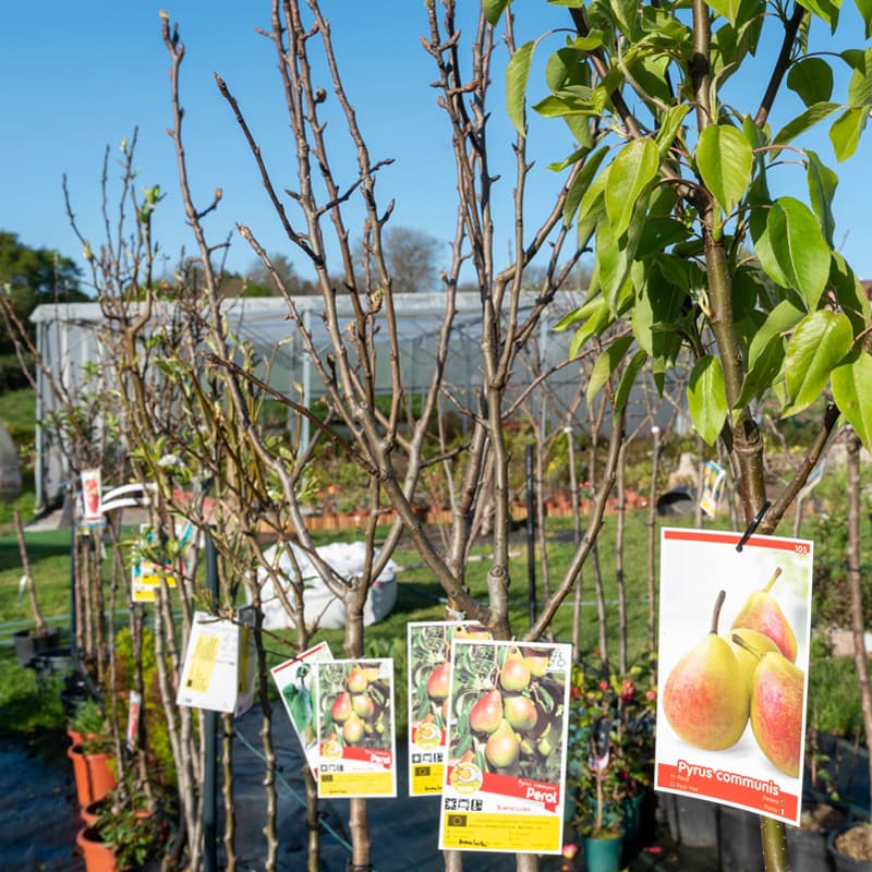 O Campo da Santieguiña, vivero de plantas en Pontevedra