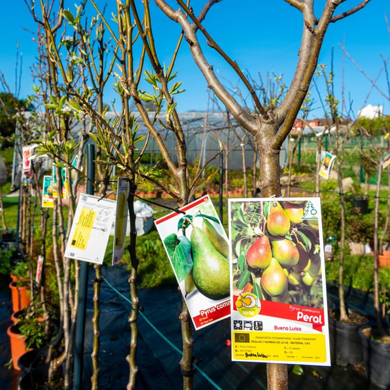 O Campo da Santieguiña, vivero de plantas en Pontevedra