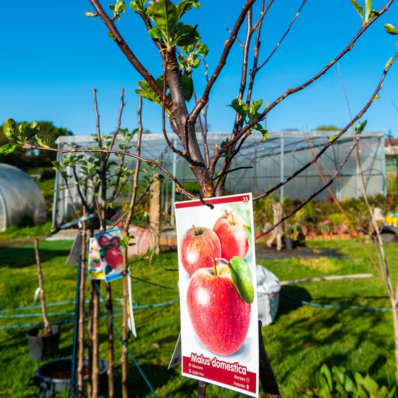 O Campo da Santieguiña, vivero de plantas en Pontevedra