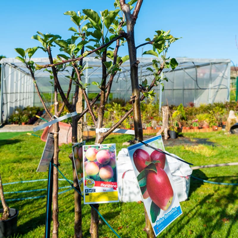 O Campo da Santieguiña, vivero de plantas en Pontevedra