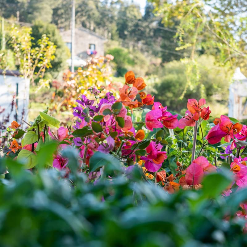 O Campo da Santieguiña, vivero de plantas en Pontevedra