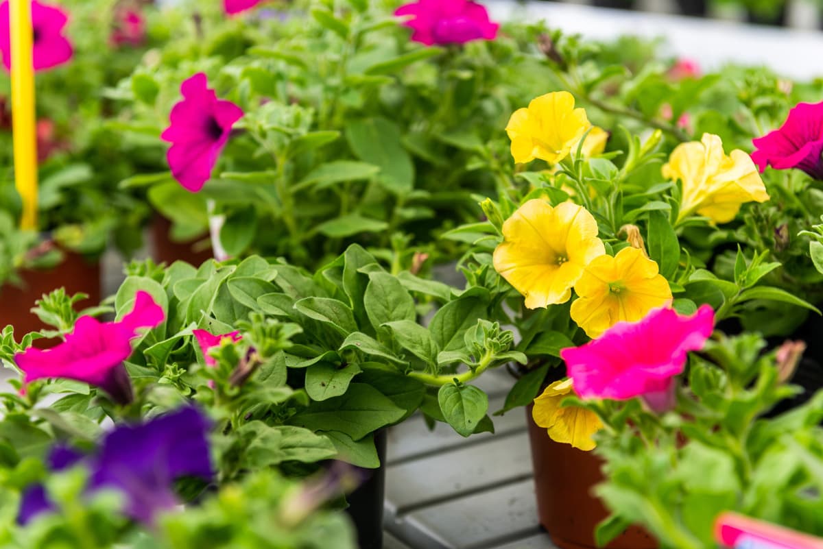 Ofrecemos plantas interiores para tu hogar