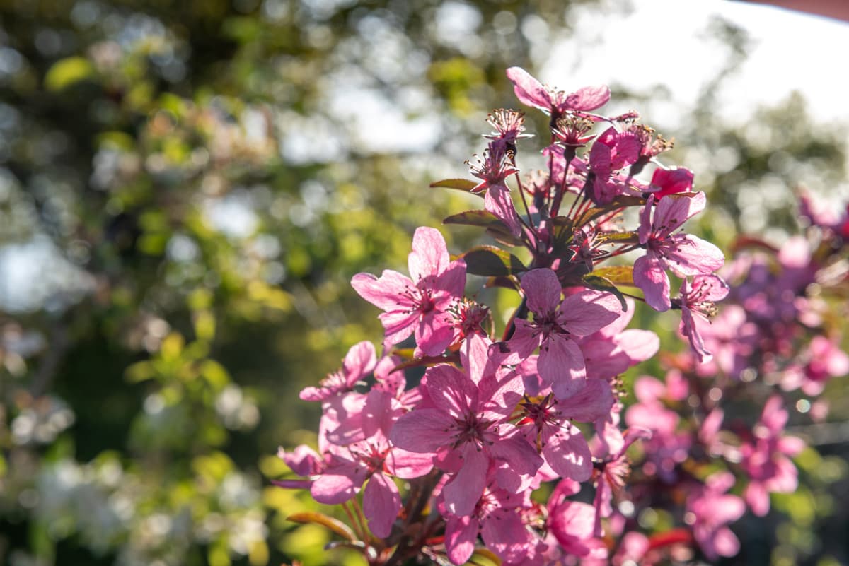 La mejor variedad y calidad para tu jardín están aquí