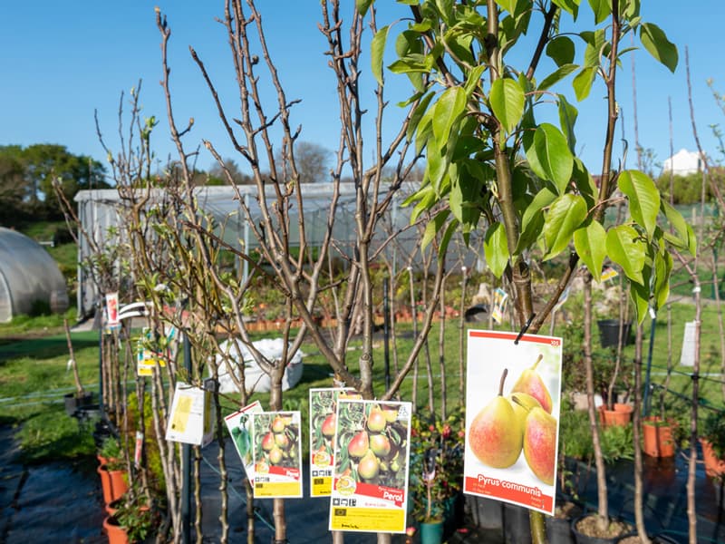 Crea tu propio huerto con nuestras plantas y semillas en Pontevedra