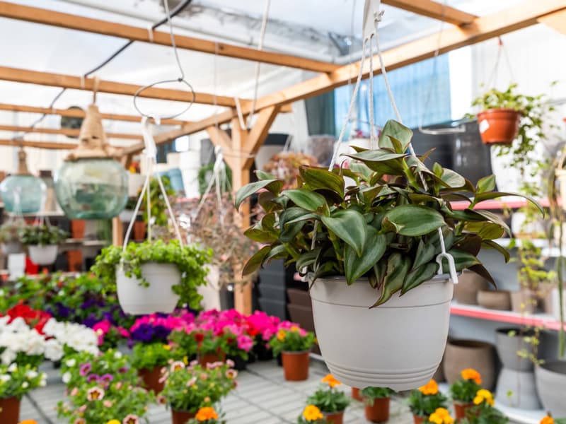 Plantas de exterior en Pontevedra