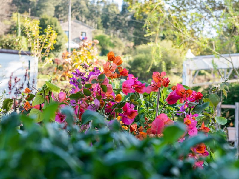 Plantas de exterior en Pontevedra