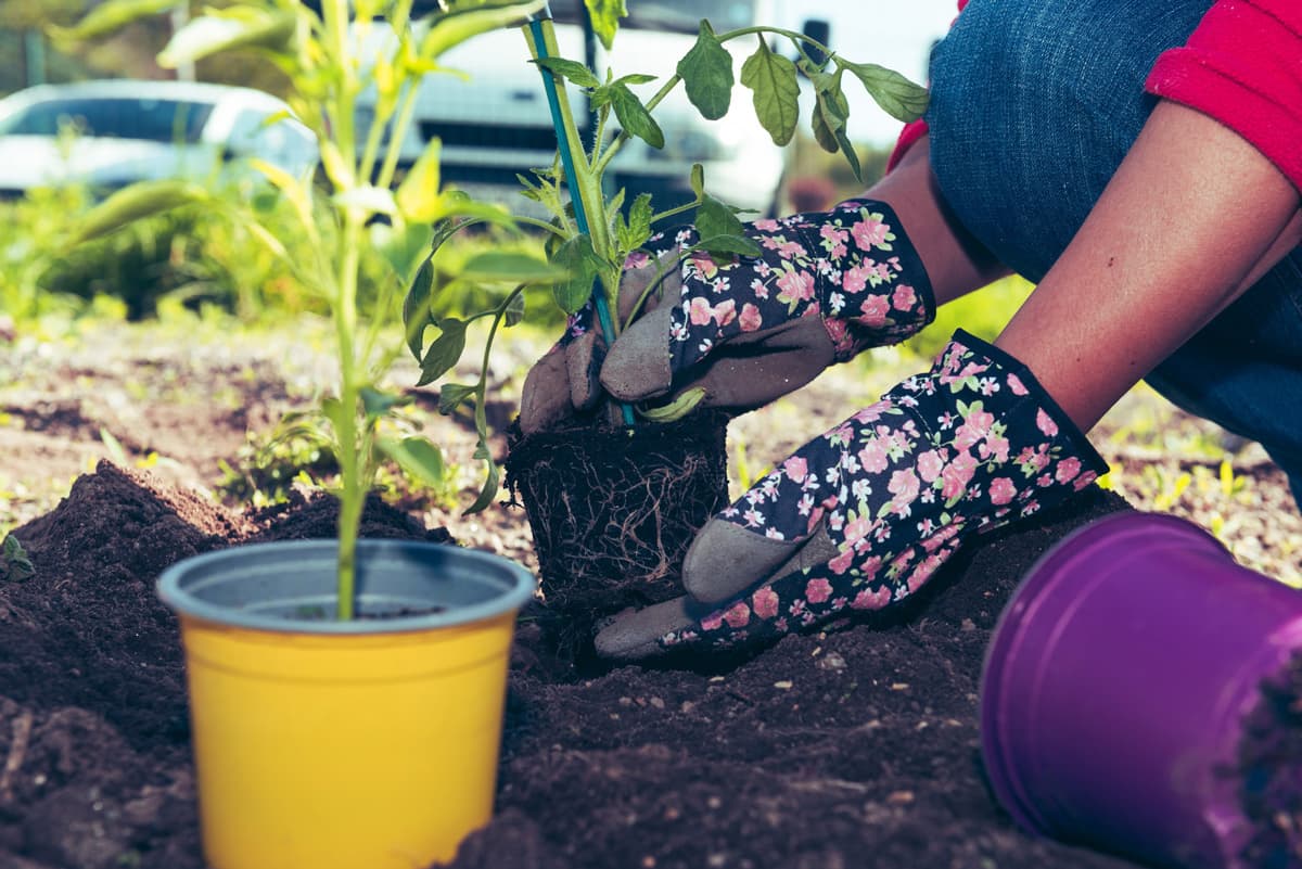 Productos para la conservación y mantenimiento de las plantas