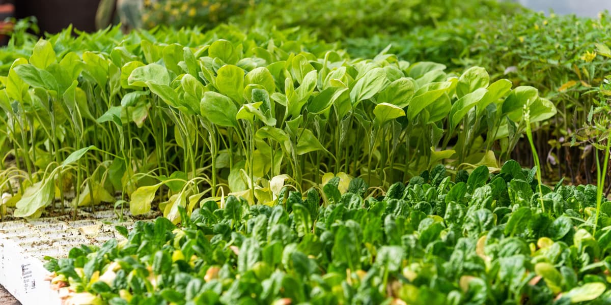 Un vivero para jardinería y horticultura en Pontevedra