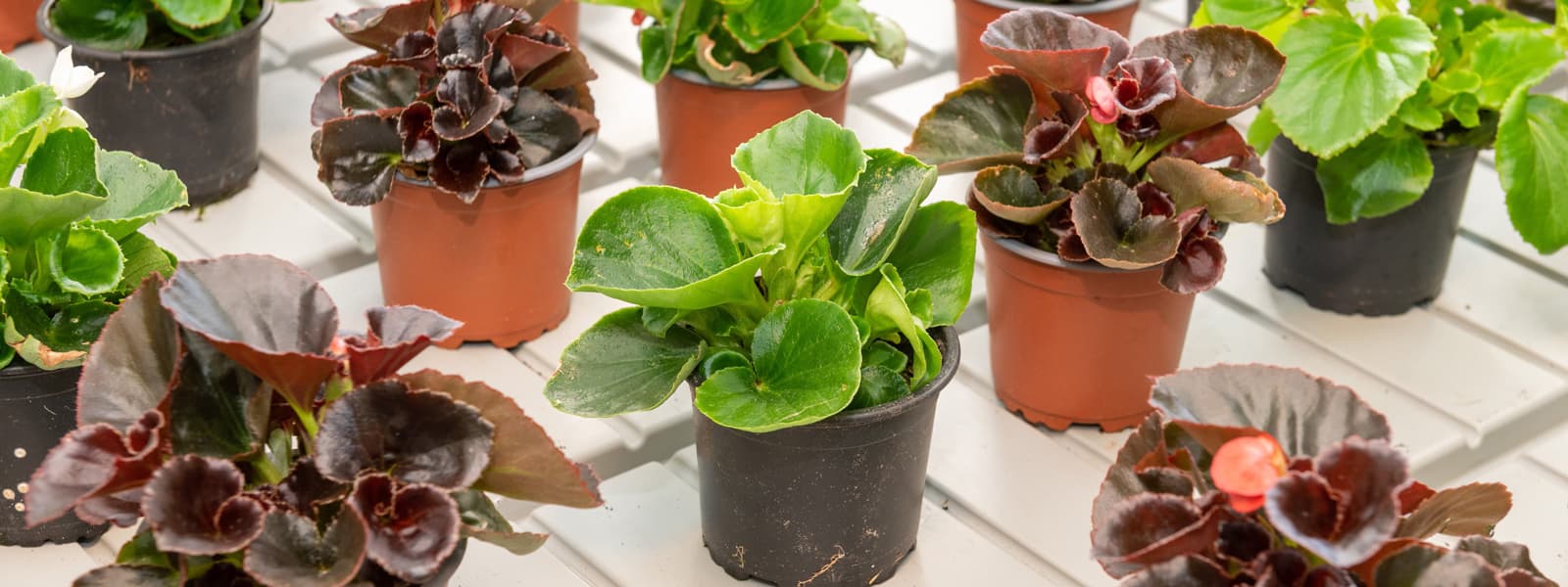 Te esperamos en nuestro vivero de plantas en Pontevedra