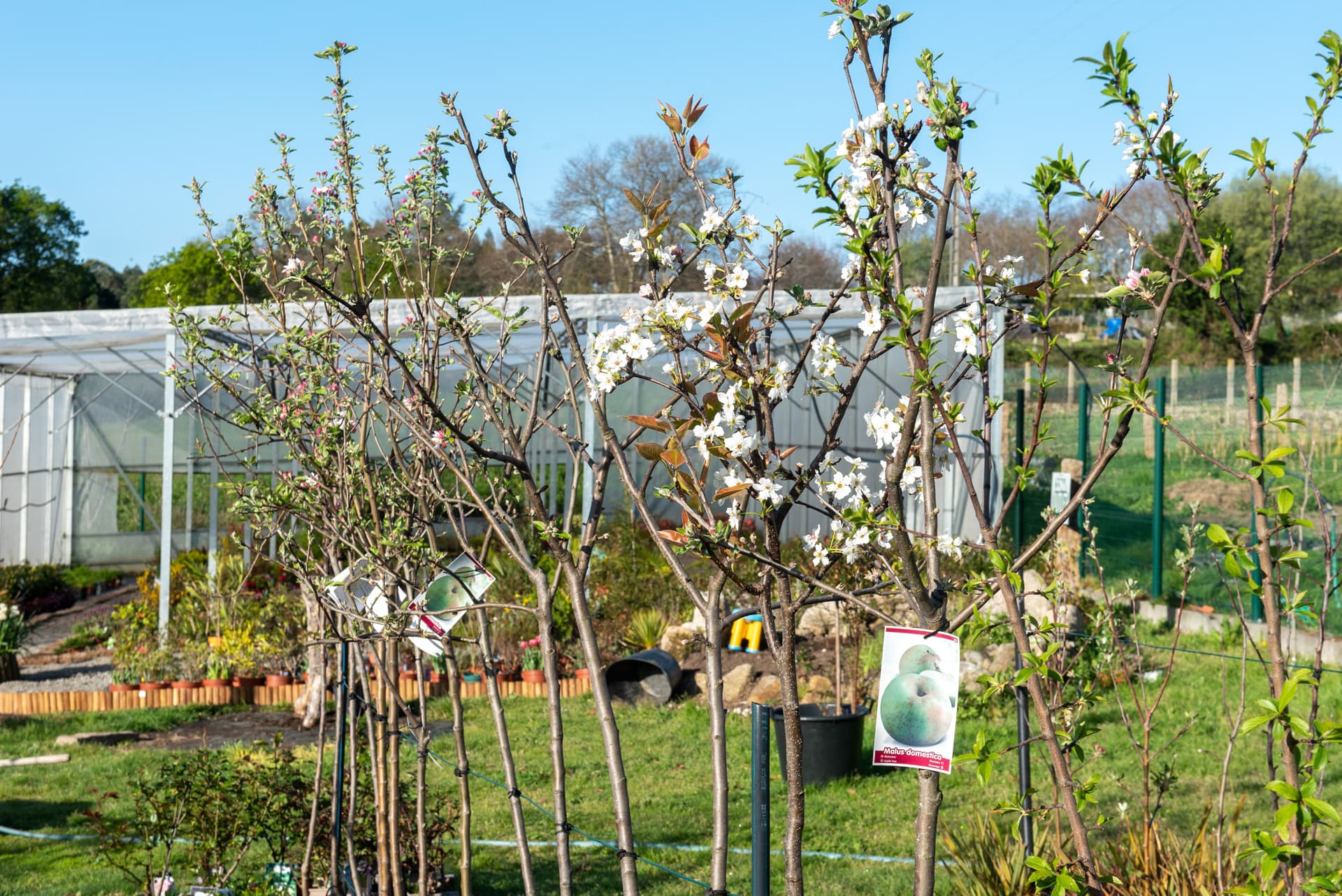 Plantas de exterior en Pontevedra