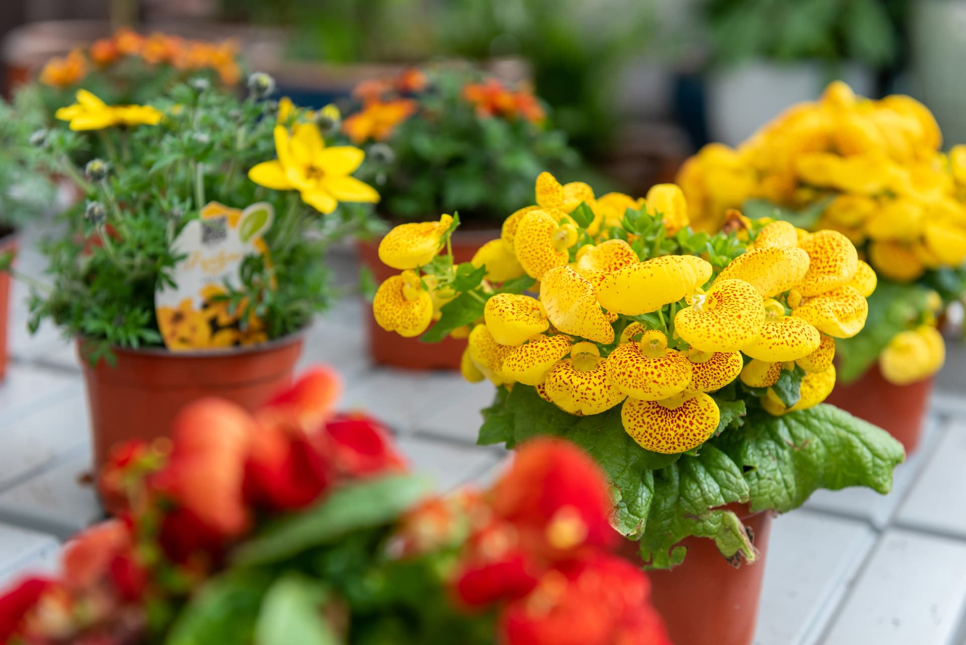 Descubre nuestra selección de plantas interiores en Pontevedra