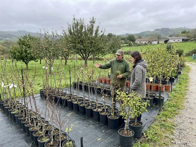 Venta de árboles frutales para huerto doméstico en Ponte Caldelas para cultivar tu propia fruta