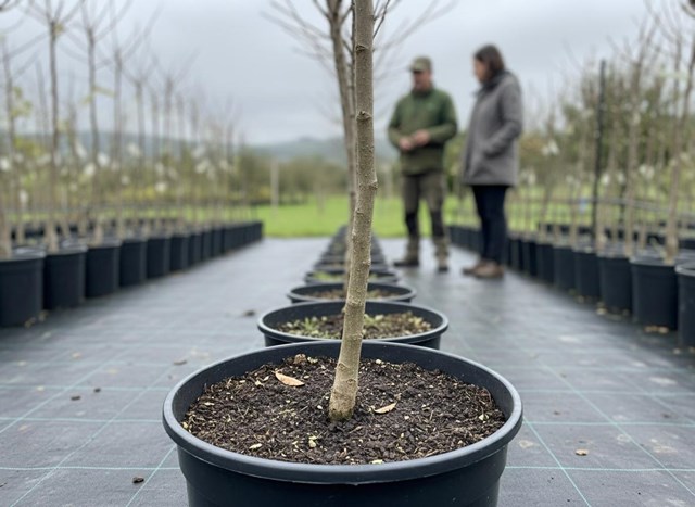 Venta de árboles frutales para huerto doméstico en Ponte Caldelas para cultivar tu propia fruta - Imagen 1